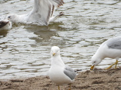 Larus delawarensis