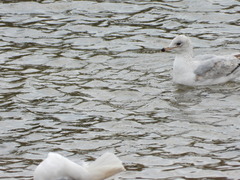Larus delawarensis