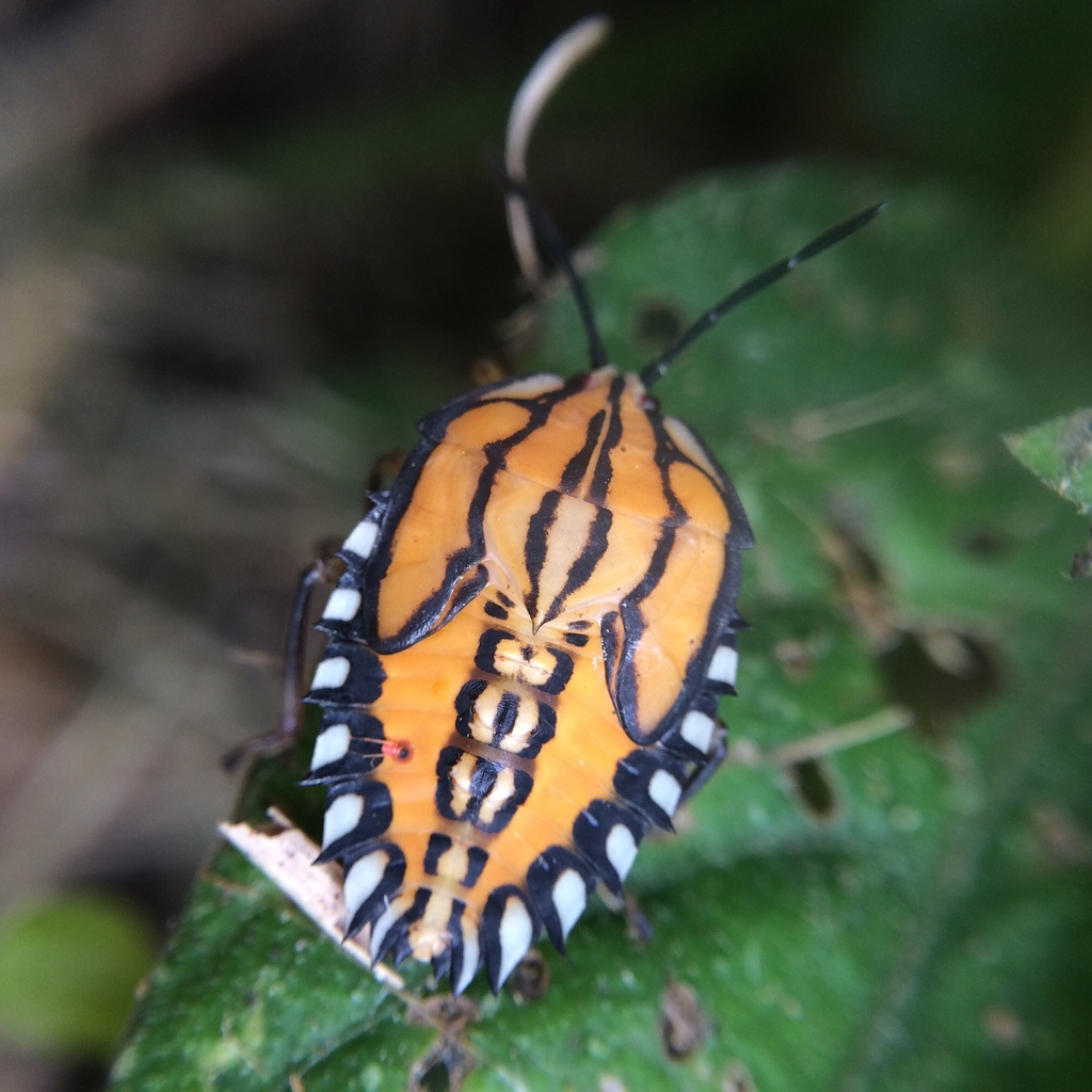 Piezosternum calidum
