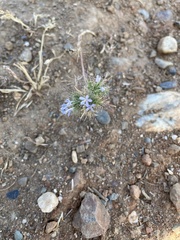 Navarretia tagetina