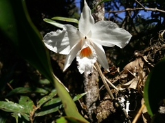 Dendrobium infundibulum