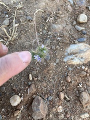 Navarretia tagetina