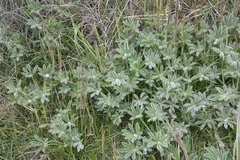 Lupinus densiflorus densiflorus