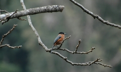 Heterophasia capistrata