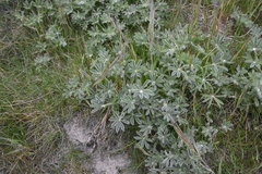 Lupinus densiflorus densiflorus