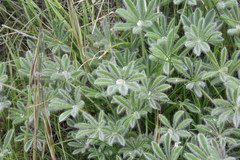 Lupinus densiflorus densiflorus