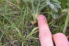 Lupinus densiflorus densiflorus