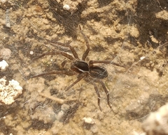 Diapontia