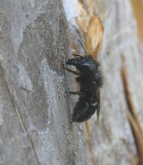 Osmia montana