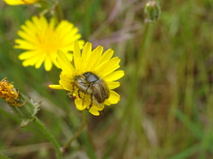 Chasmatopterus