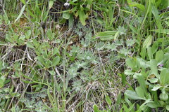 Lupinus densiflorus densiflorus