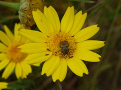 Chasmatopterus