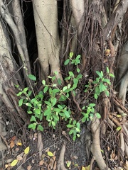 Ficus microcarpa microcarpa