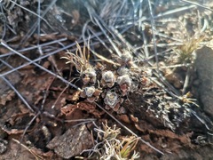 Anacampseros filamentosa