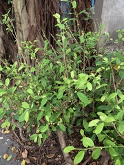 Ficus microcarpa microcarpa