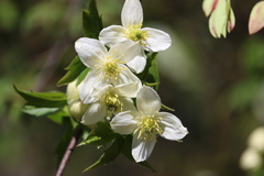 Clematis montana