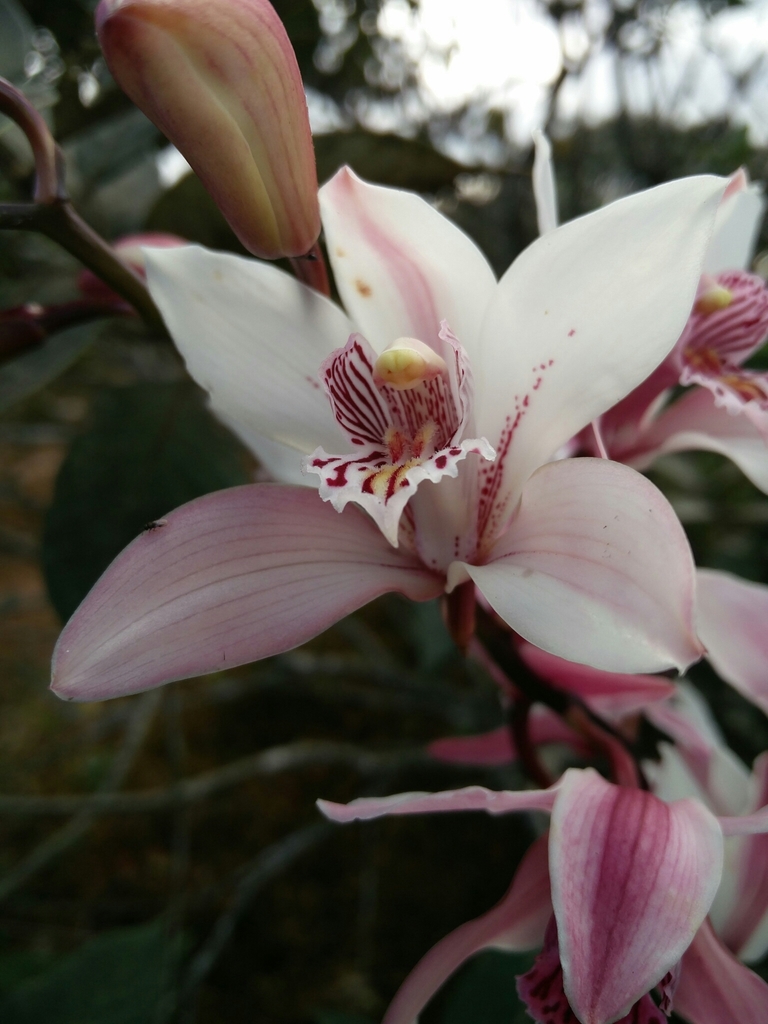 Lan kiếm (Cymbidium spp.)