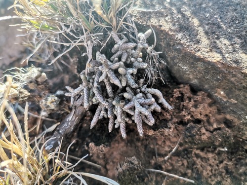 Avonia ustulata