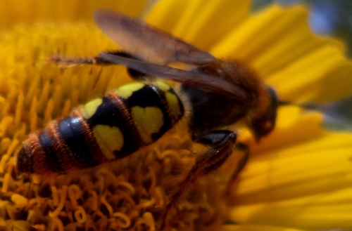 Xanthocampsomeris limosa