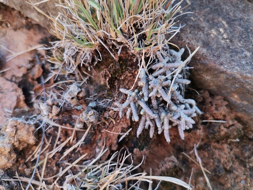 Avonia ustulata