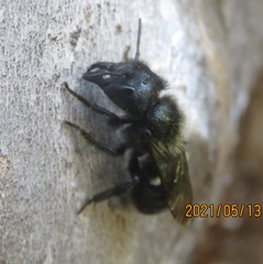Osmia montana