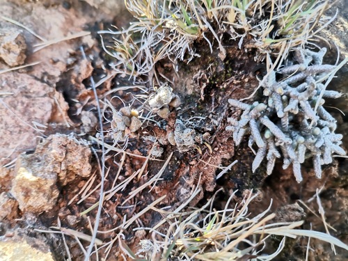 Avonia ustulata