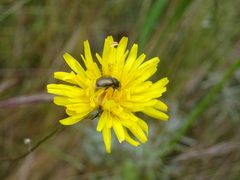 Chasmatopterus