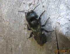 Osmia montana