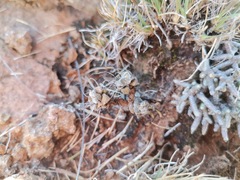 Anacampseros filamentosa