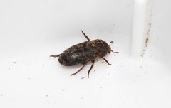 Dermestes intermedius