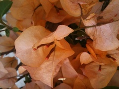 Bougainvillea