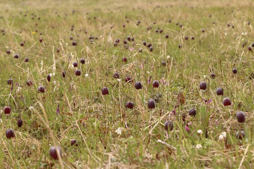 Fritillaria meleagris