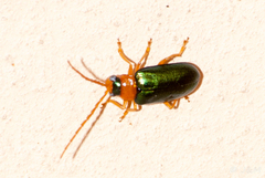 Spilocephalus