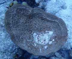 Ircinia campana