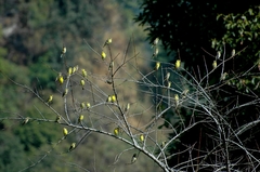 Chloris spinoides