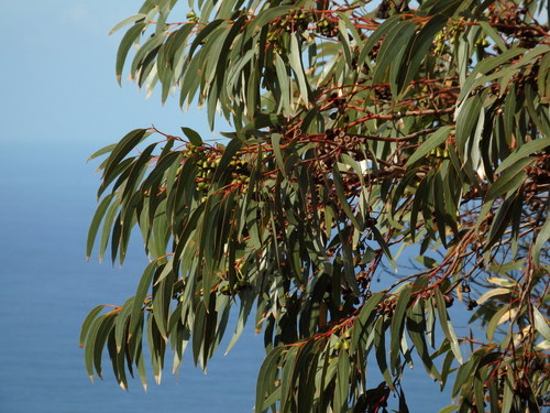 Eucalyptus robusta