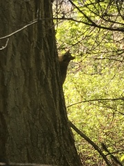 Sciurus niger