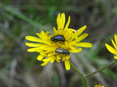 Chasmatopterus