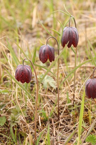Fritillaria meleagris