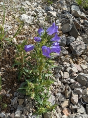 Campanula speciosa