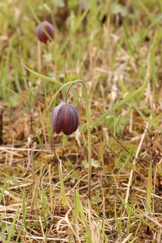 Fritillaria meleagris