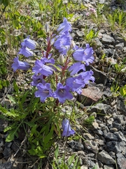 Campanula speciosa