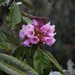 Rhododendron kesangiae - Photo (c) Phuentsho, algunos derechos reservados (CC BY-NC-SA), subido por Phuentsho