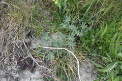 Lupinus densiflorus densiflorus