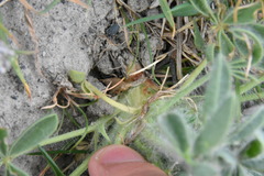 Lupinus densiflorus densiflorus