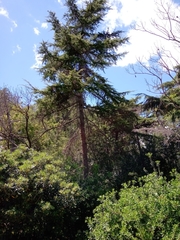 Cedrus