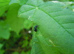 Chonostropheus tristis