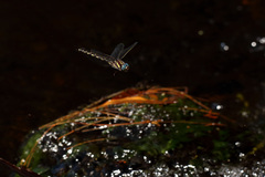 Notoaeschna sagittata