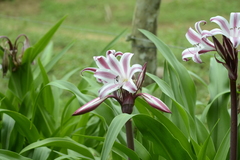 Crinum bulbispermum