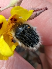 Tropinota squalida